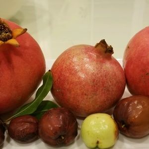 Meet your Posher, Janet